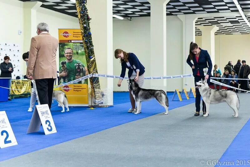 Форум академгородка собаки выставки. Чайна Таун выставка собак. Выставочный ринг для собак. Выставка собак ринг. Размер ринга для выставки собак.