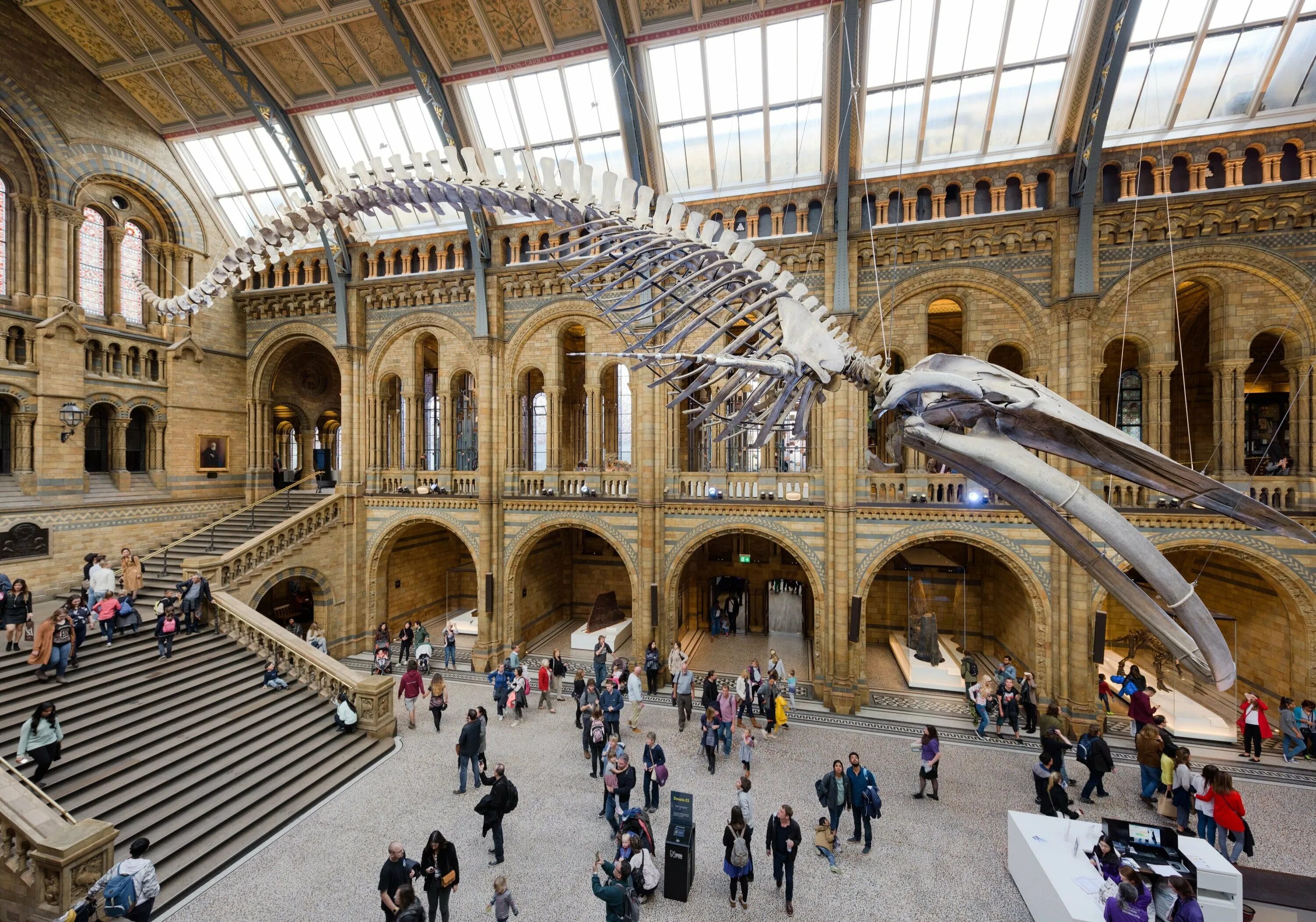 Музей лондона 5. Музей естествознания (natural History Museum). Музей естественных наук Лондон. Natural History Museum London. Музей естествознания Лондон фасад.