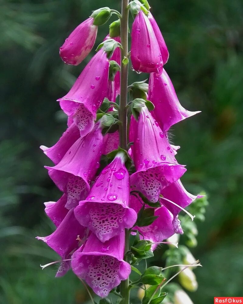 Наперстянка цветок фото. Дигиталис наперстянка. Наперстянка пурпуровая (digitalis purpurea). НАПЕРСТЯНКАНАПЕРСТЯНКА. Наперстянка Глоксиниецветная.