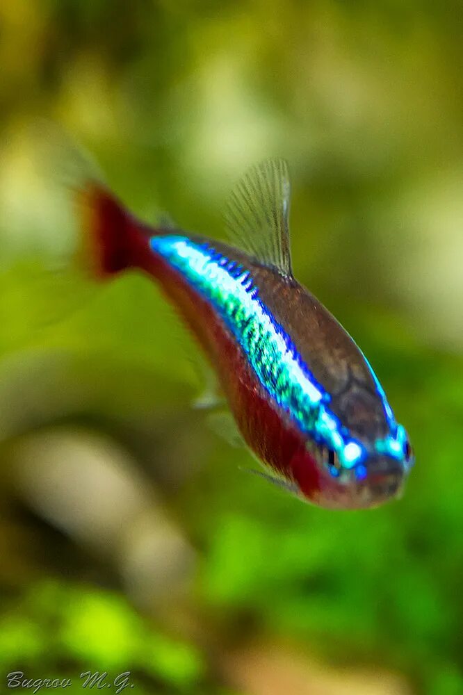 Неон кардинал вуалевый. Неончики аквариумные рыбки. Данио неоновые. Неон голубой аквариумная рыбка. Неон вуалевый.