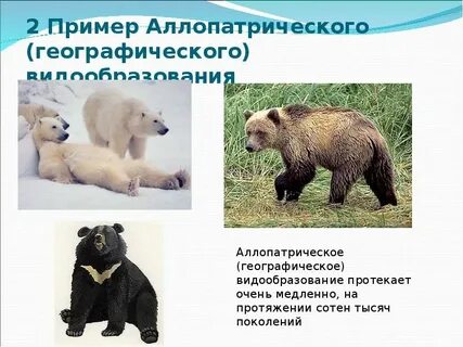 Географическое видообразование примеры