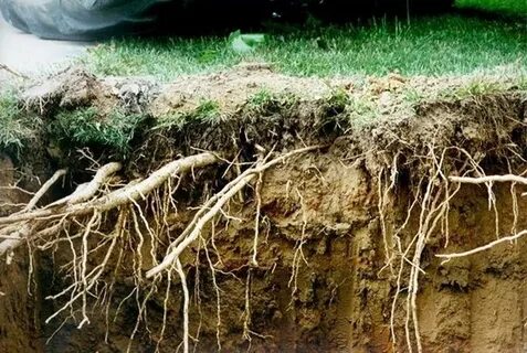 Укрепление корневой системы