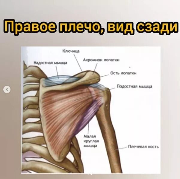 Плечевые связки. Мышцы плечевого сустава анатомия. Надостная мышца плечевого пояса. Надостная мышца плечевого сустава. Плечевой сустав анатомия мышцы и связки.