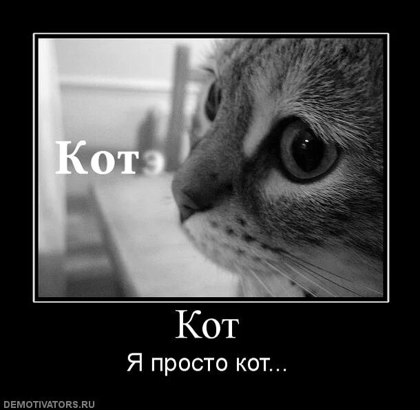 Уличный кот матерый. Просто кот. Простые коты. Кот по простому. Приколы про художников.