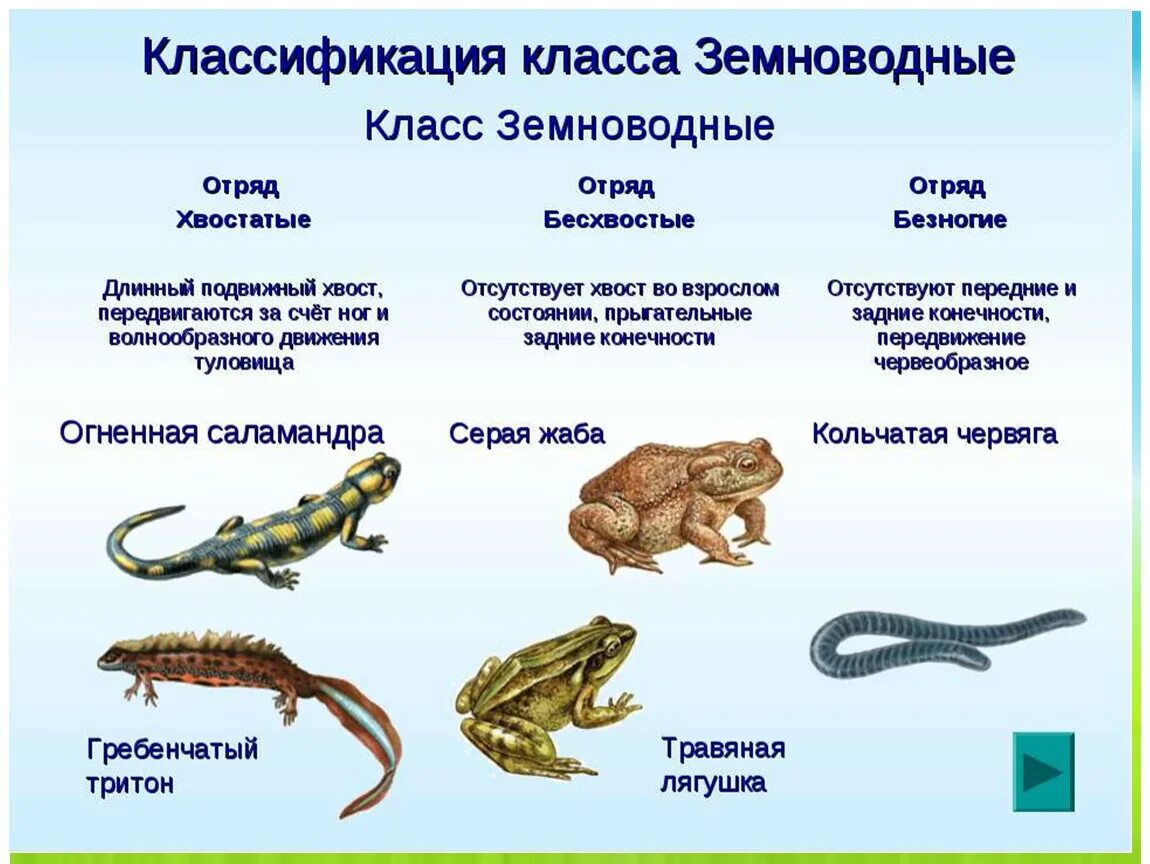 Класс земноводные классификация. Классификация класса земноводных. Строение хвостатых бесхвостых безногих. Классификация амфибий 7 класс.