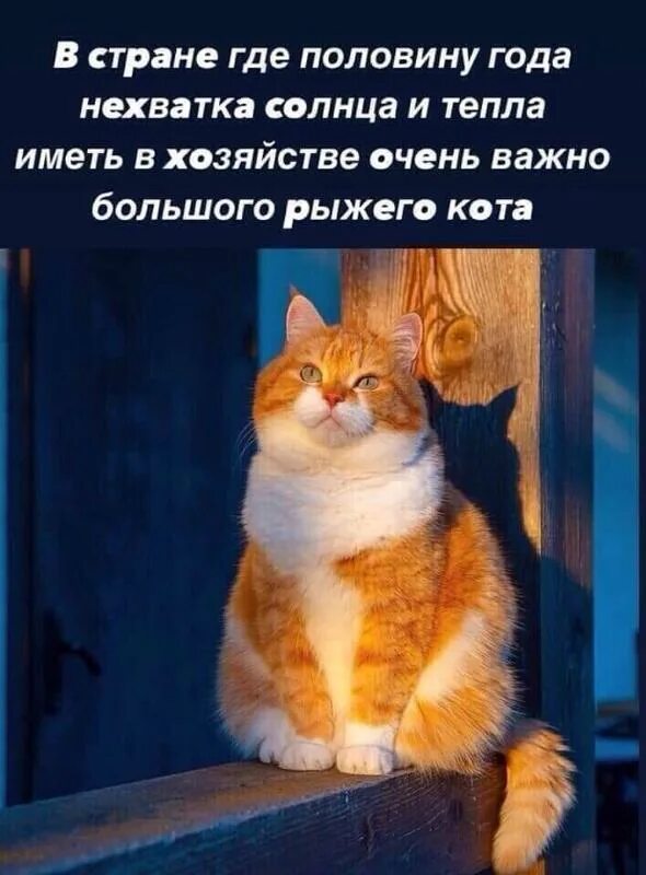 В год к недостаткам. Рыжий кот. В стране где половину года нехватка солнца. Иметь в хозяйстве большого рыжего кота. В стране где половина года нехватка солнца и тепла рыжего кота.
