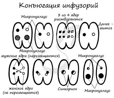 Редукционное деление инфузории