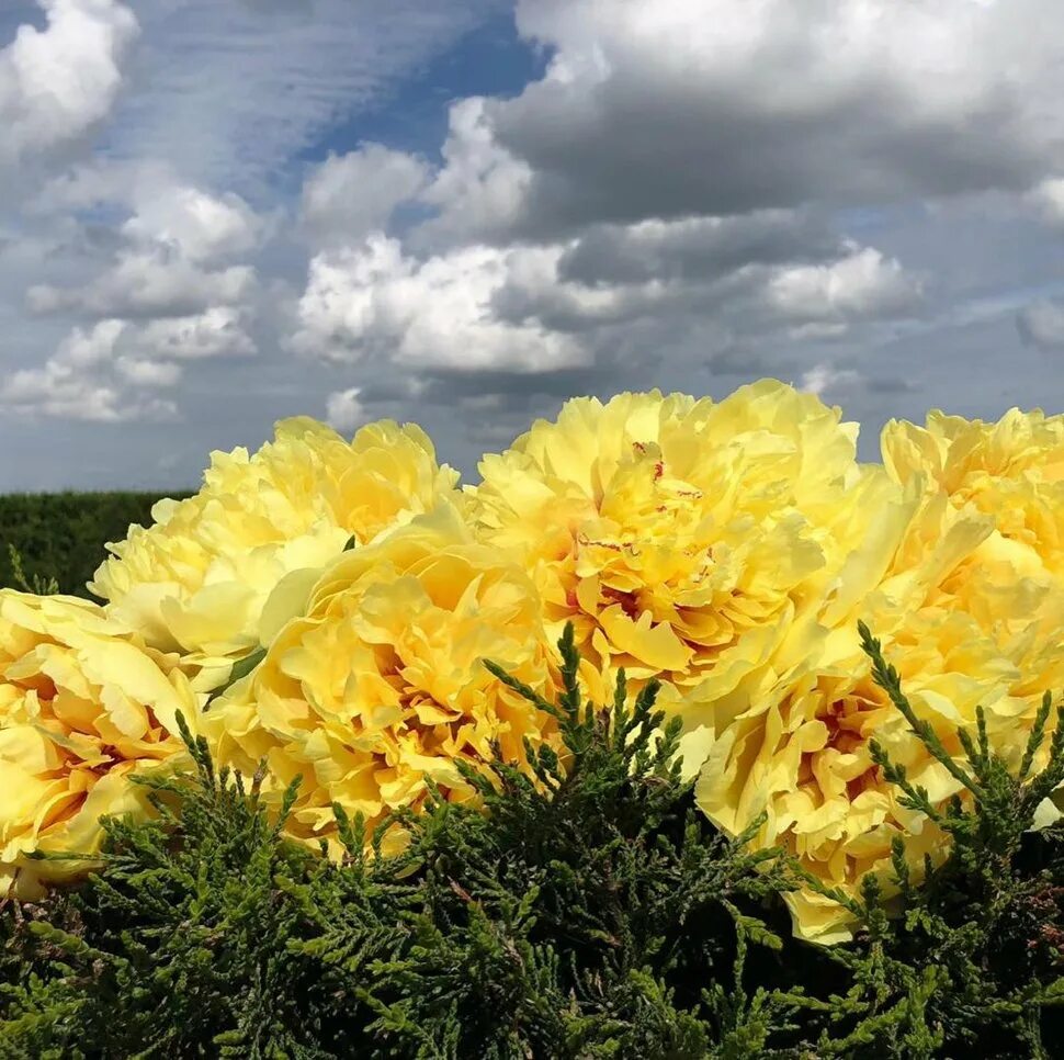 Пион sonoma halo itoh. Пион сонома йедо. Sonoma yedo пион. Пион сонома йедо. Sonoma halo ~ itoh hybrid пион.