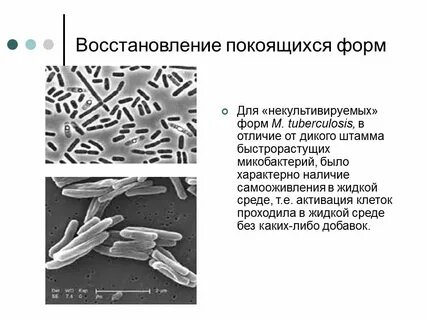 Покоящиеся формы