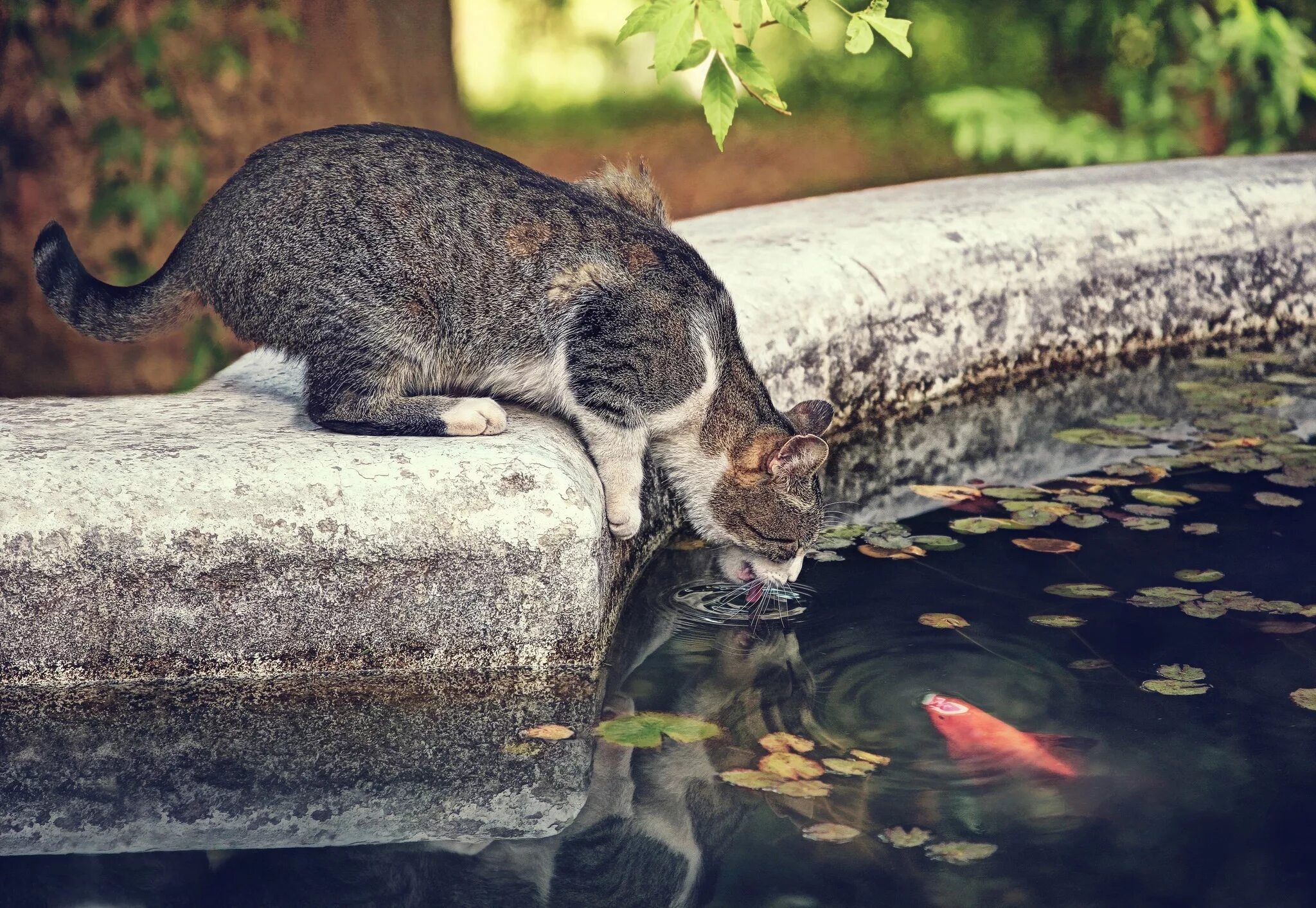 Жадно ловлю. Рыбный кот. Водяная кошка. Кот в воде. Кошки у пруда.