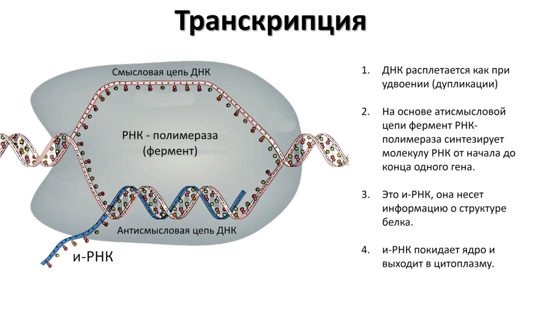 Установите последовательность этапов транскрипции присоединение. Синтез белка транскрипция и трансляция. Транскрибируемая цепь РНК. Схема процесса транскрипции. Транскрипция ДНК.