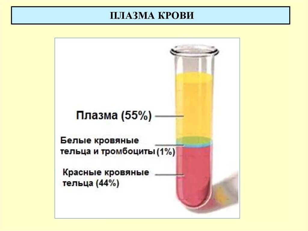 Форма плазмы крови