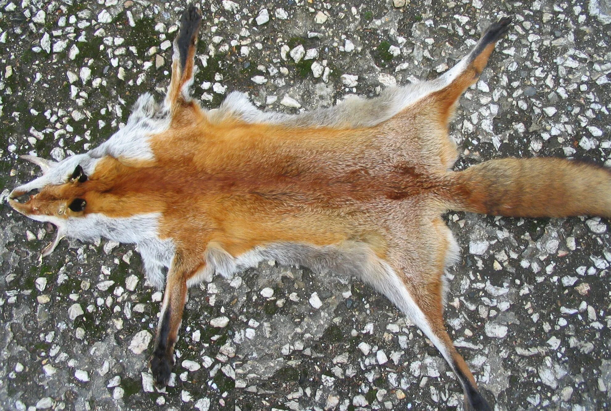 Лиса в Германии. Red Fox герметик. Red Fox Википедия. Island Fox fur Skin.