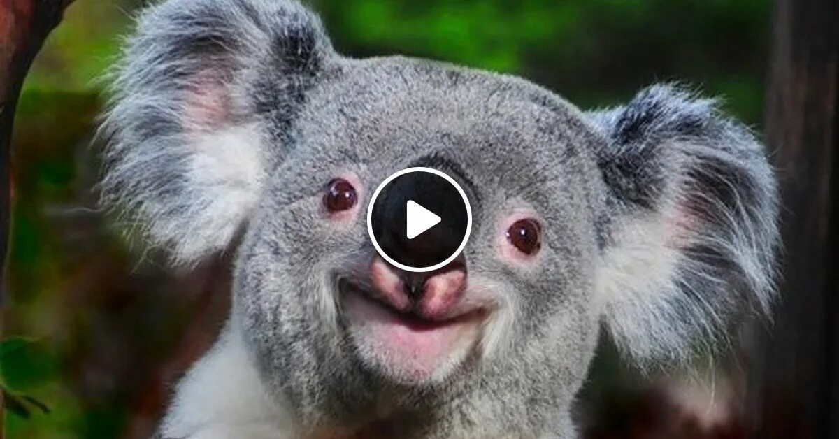 Похожи на коал. Коала. Коала эвкалиптовый мишка. Смешная коала. Счастливая коала.