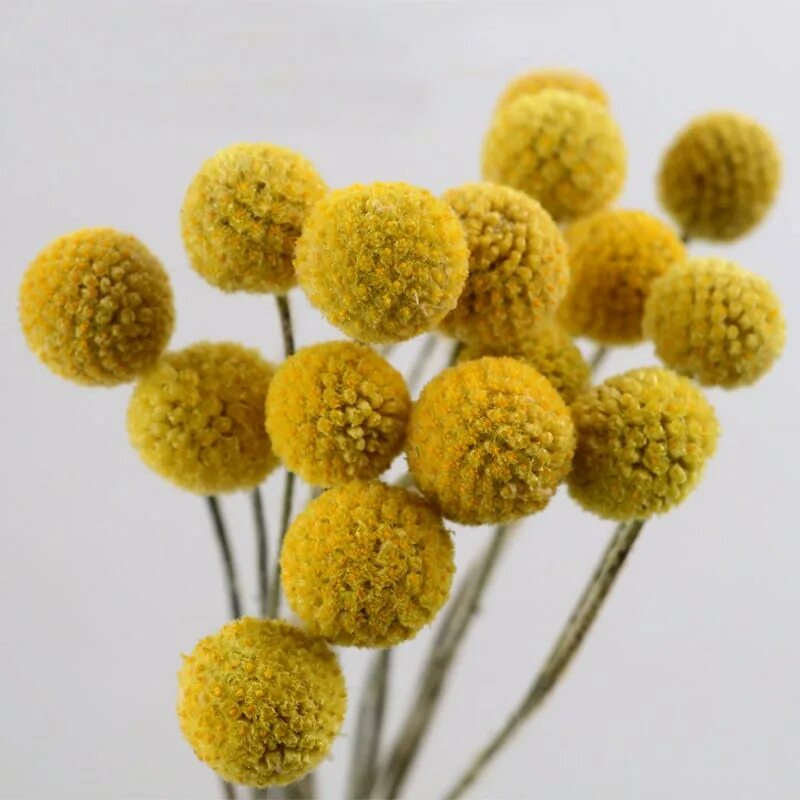 Красные круглые цветы. Шарики круглые цветы. Хризантема максим айвори. Георгина помпонная касаги. Шарики круглые цветы.