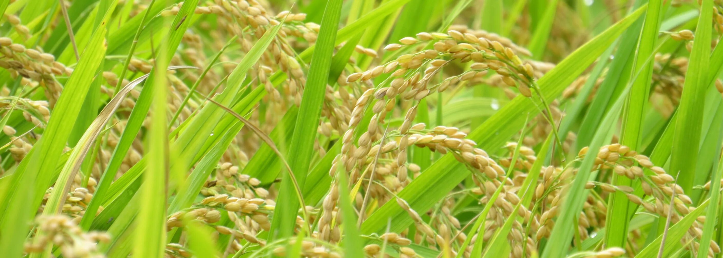 They rice in the fields. Rice field. creeoy rice field. creepy rice field.