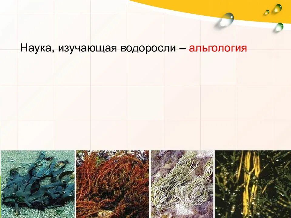 Название наук которые изучают водоросли. Красные водоросли альгология. Наука изучающая водоросли. Наука изучающая водоросли называется. Альгология это наука.