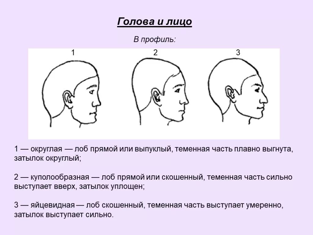 Форма затылка. Формы головы человека сбоку. Форма головы человека вид сбоку. Формы лица в профиль.