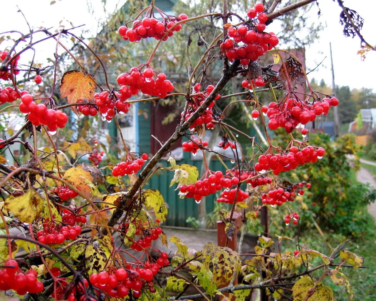 у калины куст рябины. калина куст рябина дерево. рябина обыкновенная кустовая. деревья и кустарники для сада зимой. у калины куст рябины.