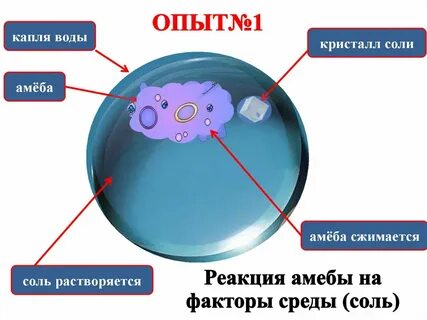 Движение амебы от кристаллика соли