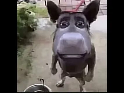 Собака 2 утка 2 ослик