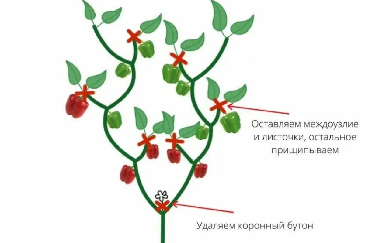 Схема пасынкования перца. Пасынкование перцев в теплице схема. Схема формировки перца. Перец формировка куста.