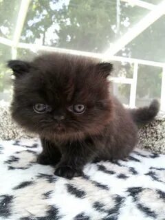 Черный персидский котенок.