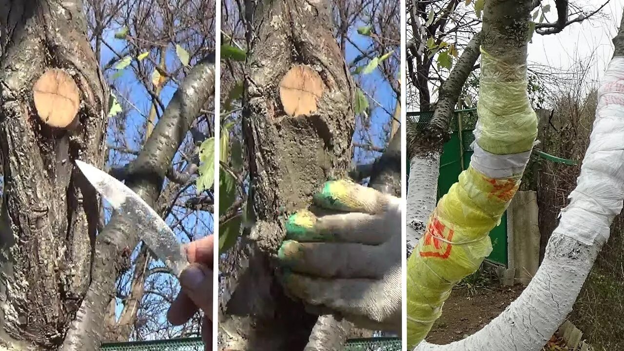 Чем обработать деревья после. Садовый вар для яблони. замазывание коры дерева садовым варом. замазывание ран на деревьях.