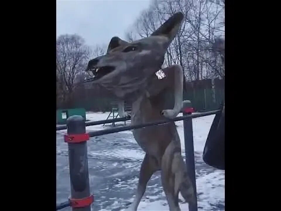 The wolf песня. Лютый волк песня. Лютый волк песня. Лютый волк. Песня вульф.