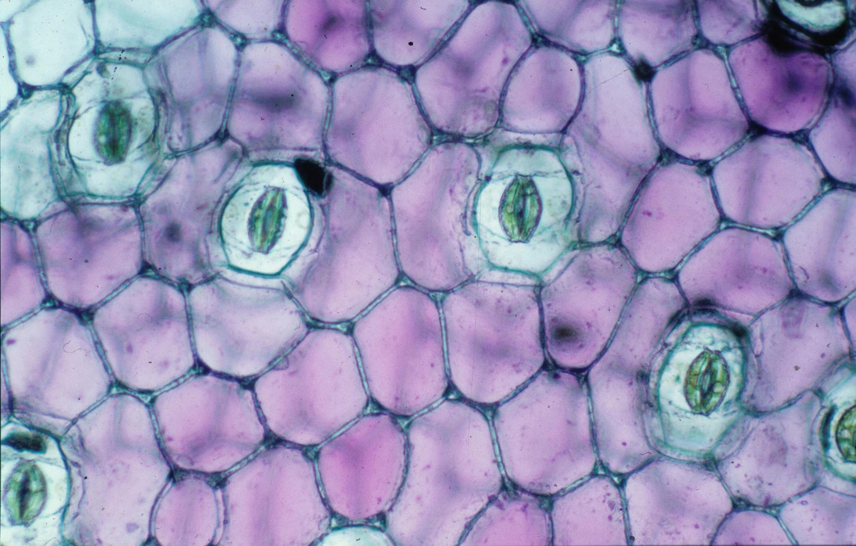 В клетках стебля лопуха. Микропрепарат эпидермис листа герани. Устьица листа под микроскопом. Микропрепарат кожица листа устьица. Эпидерма зебрины.