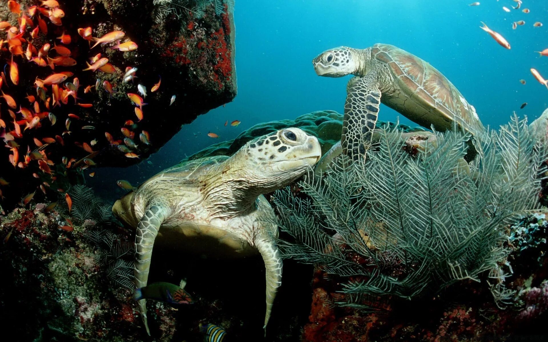 Жизнь морских животных. Жизнь морских животных