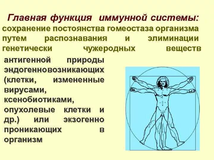 Иммунные функции выполняют. Главная функция иммунной системы. функции имуннойсистемы. основные функции иммунитета. интегрирующие системы организма.