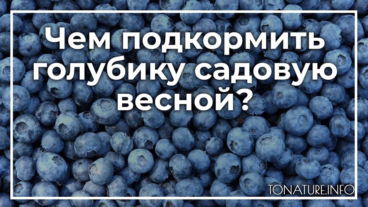 Подкормка голубики. Подкормка голубики весной. Удобрения для голубики садовой весной.