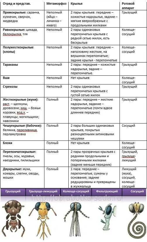 Место обитания насекомых таблица. Таблица отряды насекомых 7 класс биология. таблица по насекомым 7 класс биология отряды характеристики. таблица описания отрядов насекомых. таблица насекомые 7 класс биология общая характеристика.
