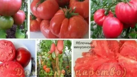 Томаты кировской селекции для теплиц лучшие сорта