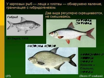 Виды лещей рыба