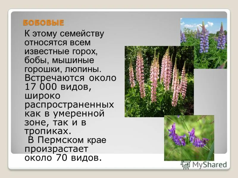 растения которые занесены в красную книгу пермского края. оастенияпермского края красная книга. животные и растения красной книги пермского края. какая растительность в пермском крае. сибирская тайга темнохвойная.