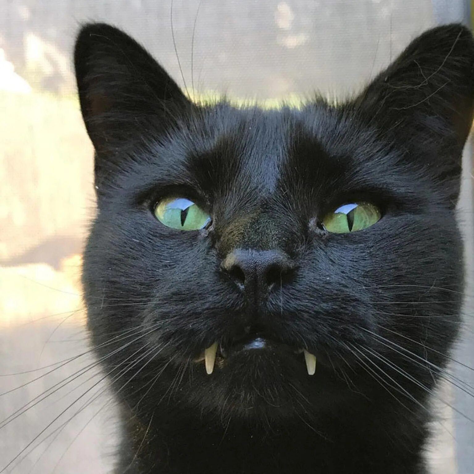 Кот с большими зубами. Кот вампир. черные коты с клыками. коты с большими клыками.