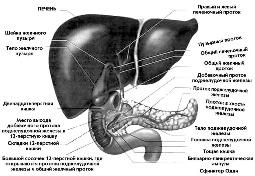 Анатомия желчных путей печени. Строение печени и желчевыводящих путей. Строение печени и желчного пузыря и желчевыводящих. Строение печени и желчного пузыря анатомия.