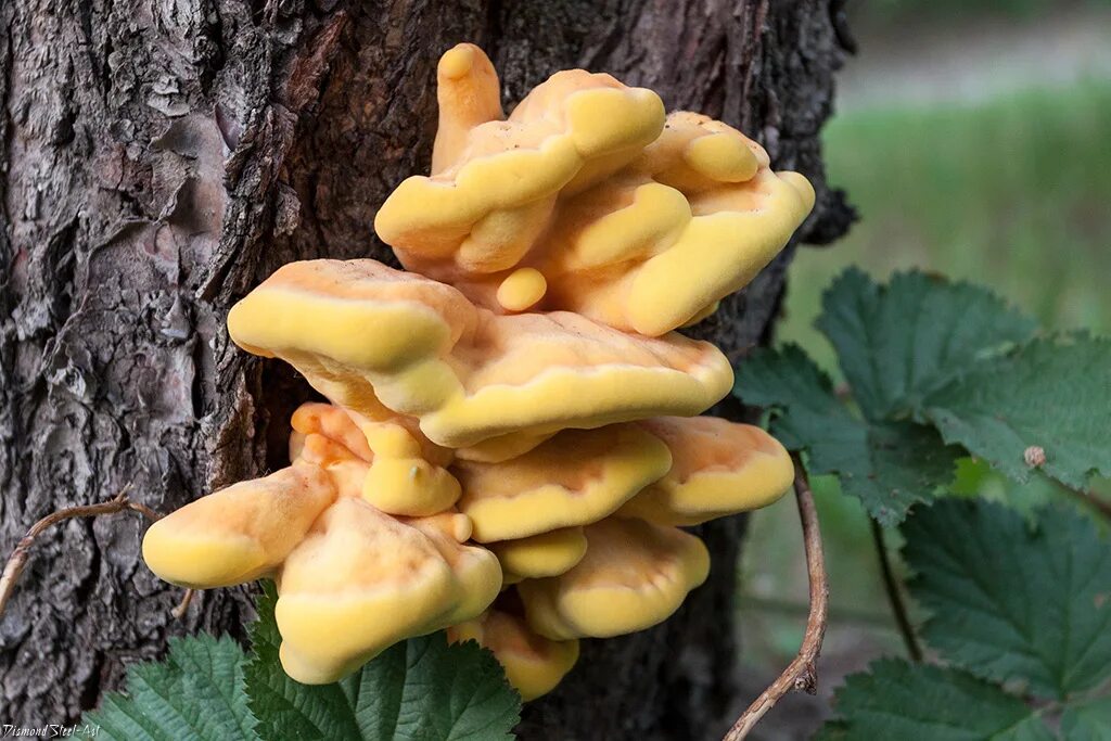 Серо желтый трутовик. Трутовик серно-жёлтый. Трутовик серно - желтый (laetiporus sulphureus). Трутовик сернисто жёлтый. Серо желтый трутовик.