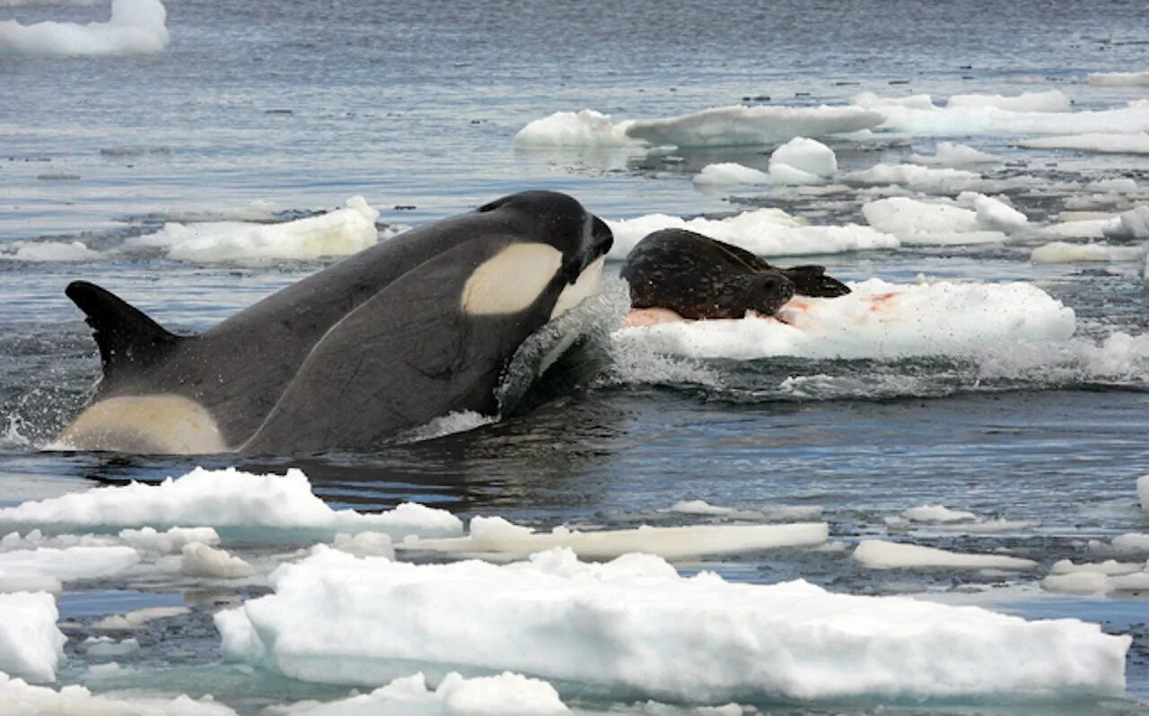 Пингвин касатка лодка. Антарктида кит Касатка. Касатка в Антарктиде. Касатка в Антарктике. Касатка в Арктике.