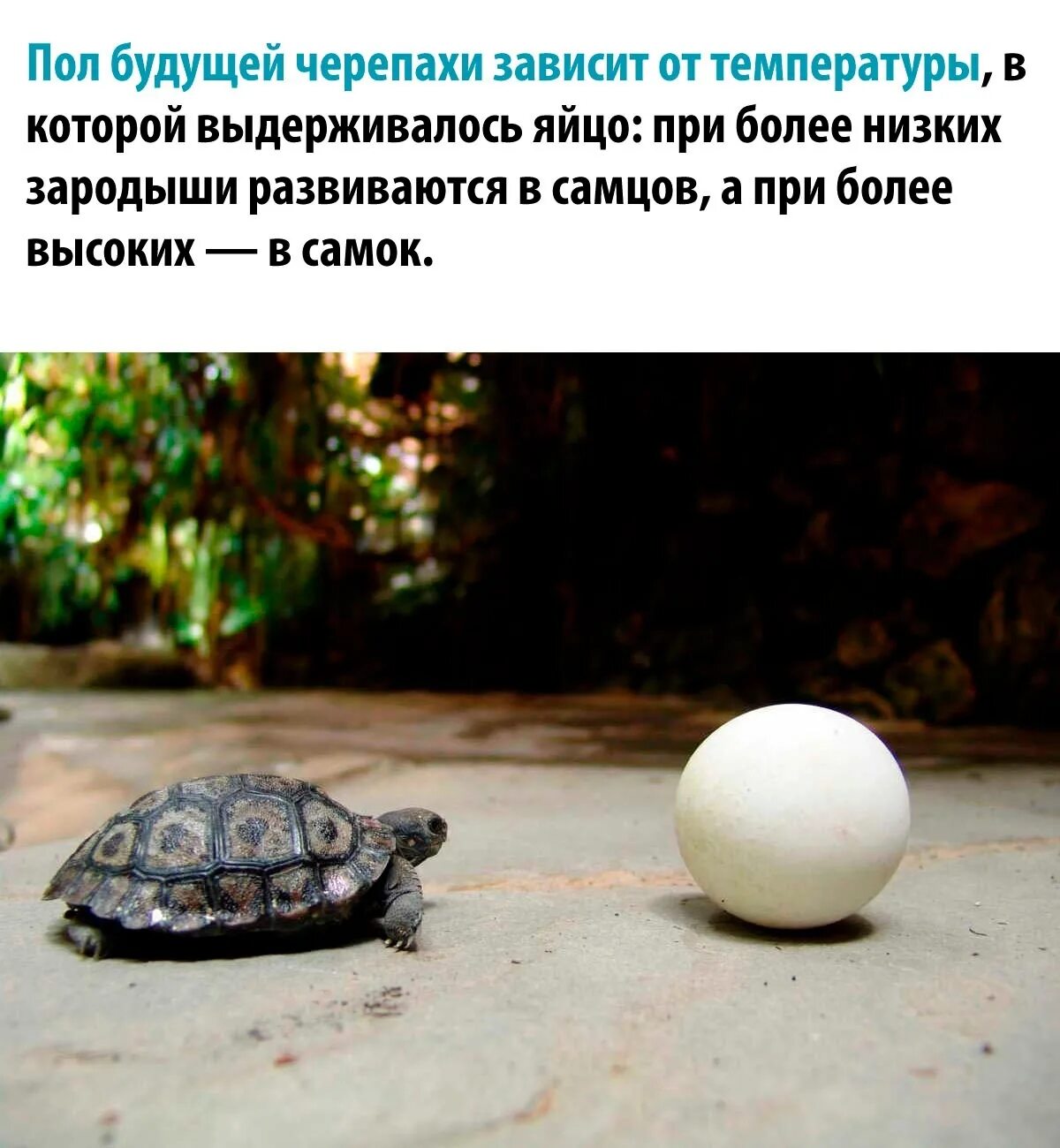 приспособления животных к низким т. морфологические и физиологические адаптации. приспособления животных к низким температурам. приспособления растений. адаптация страуса.