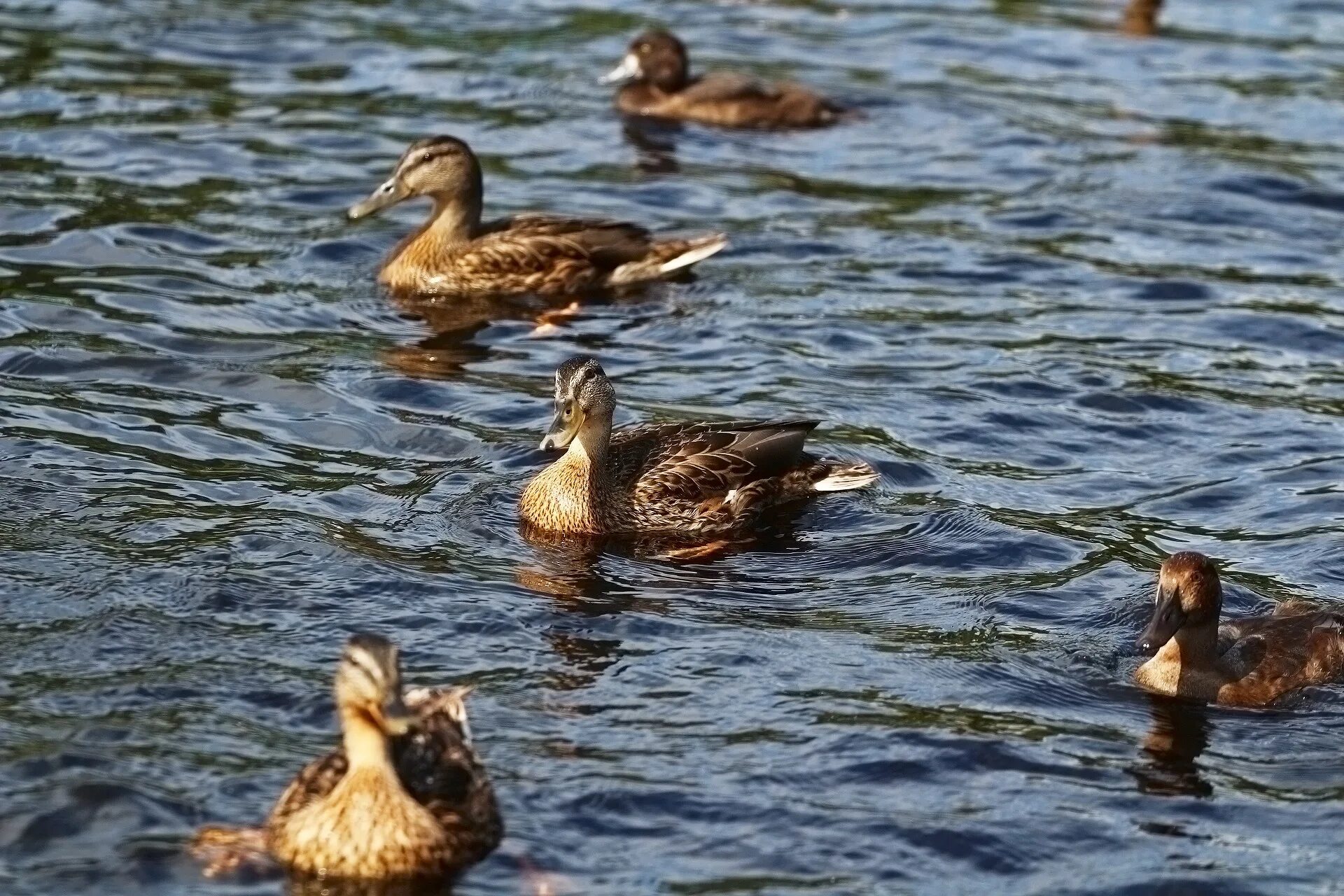 Good duck. Утки Агидель. Утиное озеро. Фото утки. Утки на озере.