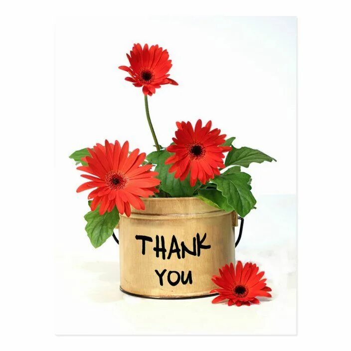 Цветочек спасибо. Стильная открытка спасибо большое. Благодарность роза. Flowers thank you. Нежные цветы с благодарностью.