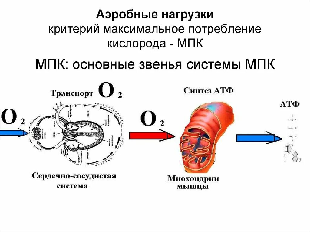 Максимальное потребление кислорода МПК это. Анаэробная нагрузка МПК. Аэробная нагрузка. Аэробные возможности организма. Аэробные органы