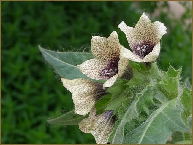 Белена черная (hyoscýamus níger). Красавка белладонна цветок. Белена ядовитое растение. Листья белены. Белена ареал.