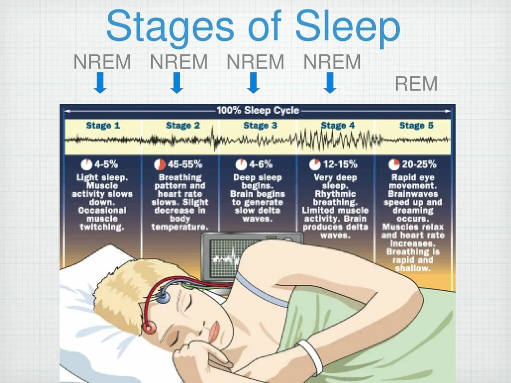 Sleeping brains