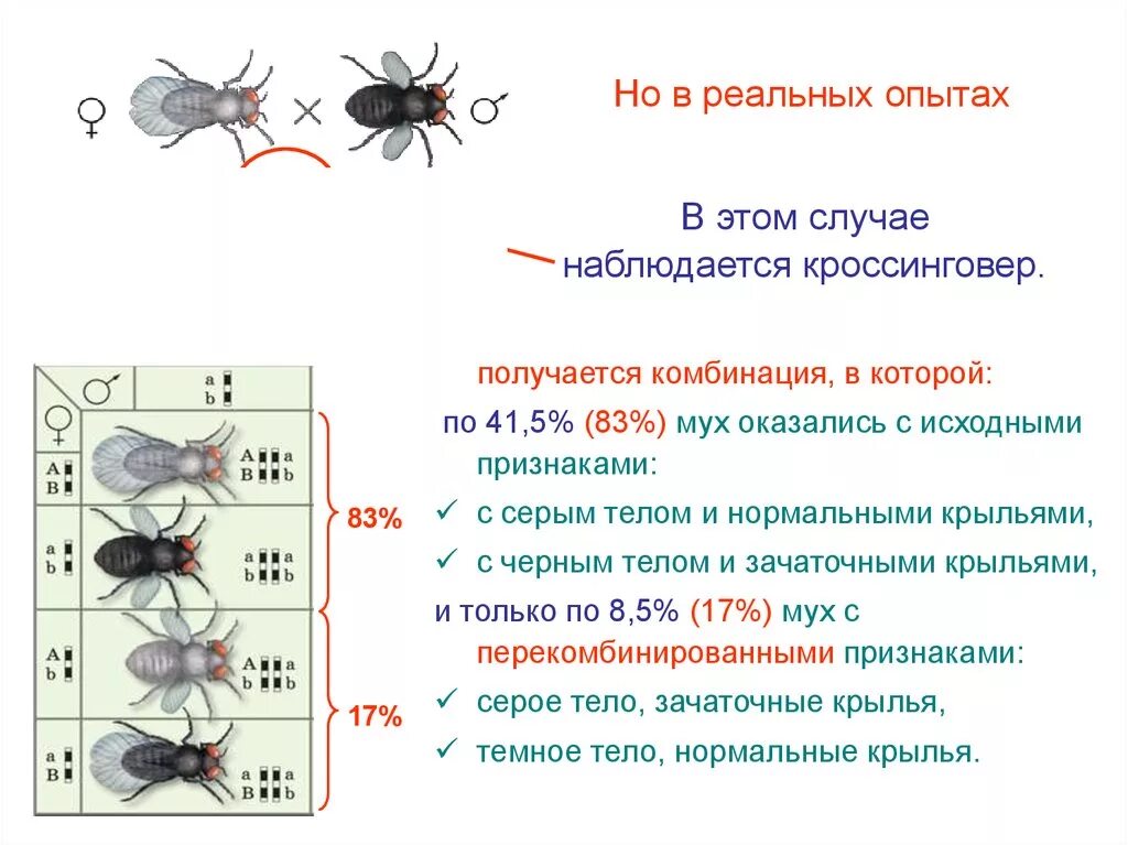 Сцепленное наследование признаков на мухах. Сцепленное наследование признаков (опыты Томаса Моргана). Серое тело дрозофилы. Кроссинговер мушек дрозофил. При скрещивании 2 мух дрозофил