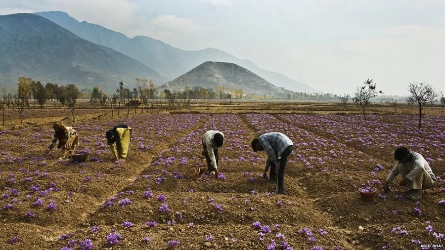 Стратегия шафран. Шафран Kashmir. Кашмир растение. Шафрановая плантация в Японии. Кашмир чай.