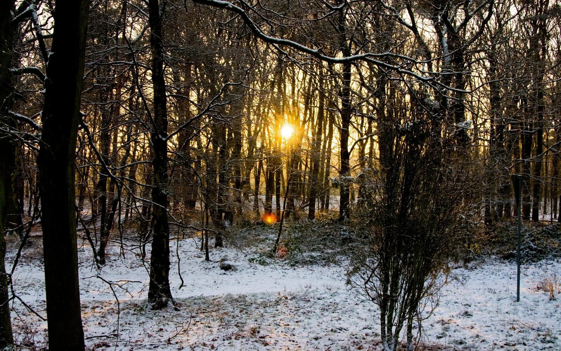 1 день в лесу. 1 день в лесу